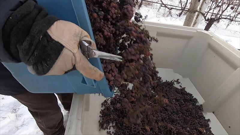 A gloved hand tipping frozen grapes into a bin in the snow